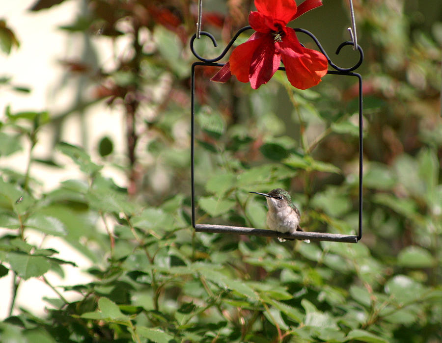 Hummingbird On Swing Photograph by Living Color Photography Lorraine Lynch