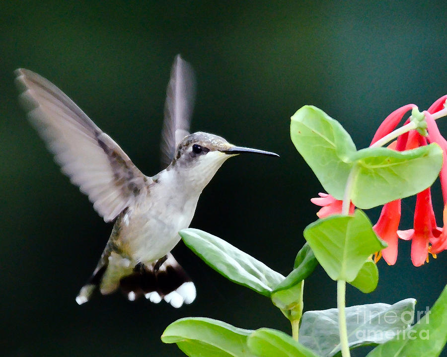 Hummingbird On The Approach Photograph by Kerri Farley