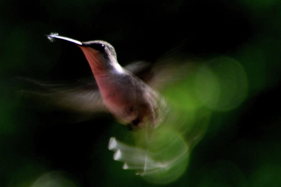 Hummingbird On The Patio Photograph