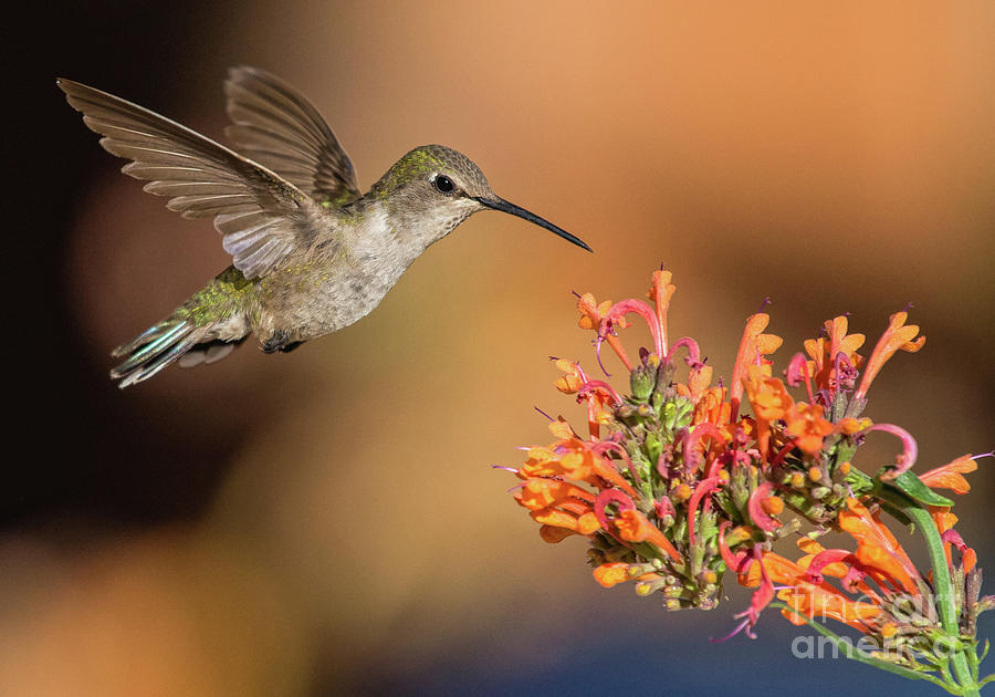 Hummingbird on the Patio Photograph by Lisa Manifold