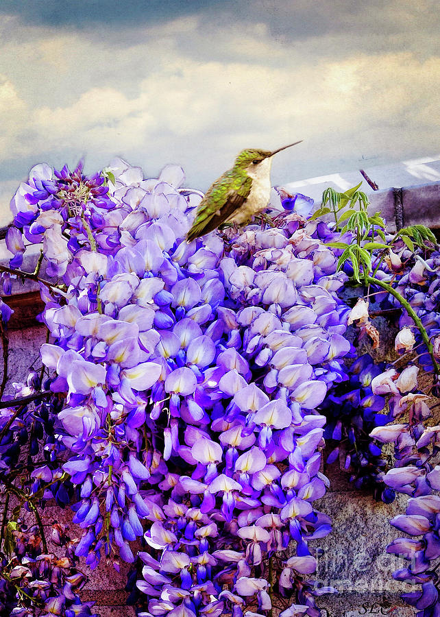 Hummingbird on the Watch Photograph by Sandra Clark