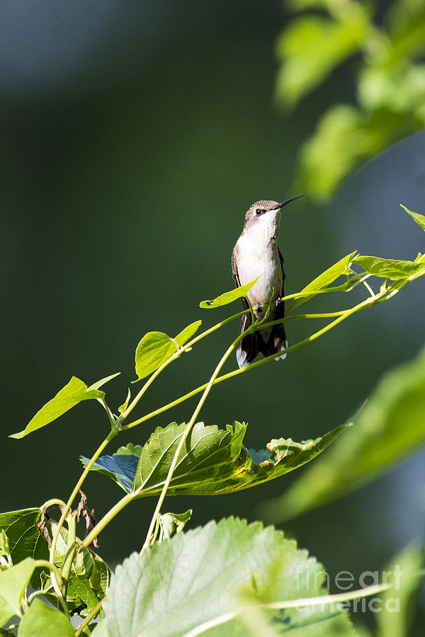 Hummingbird On Vine Photograph by Paul Danaher - Fine Art America