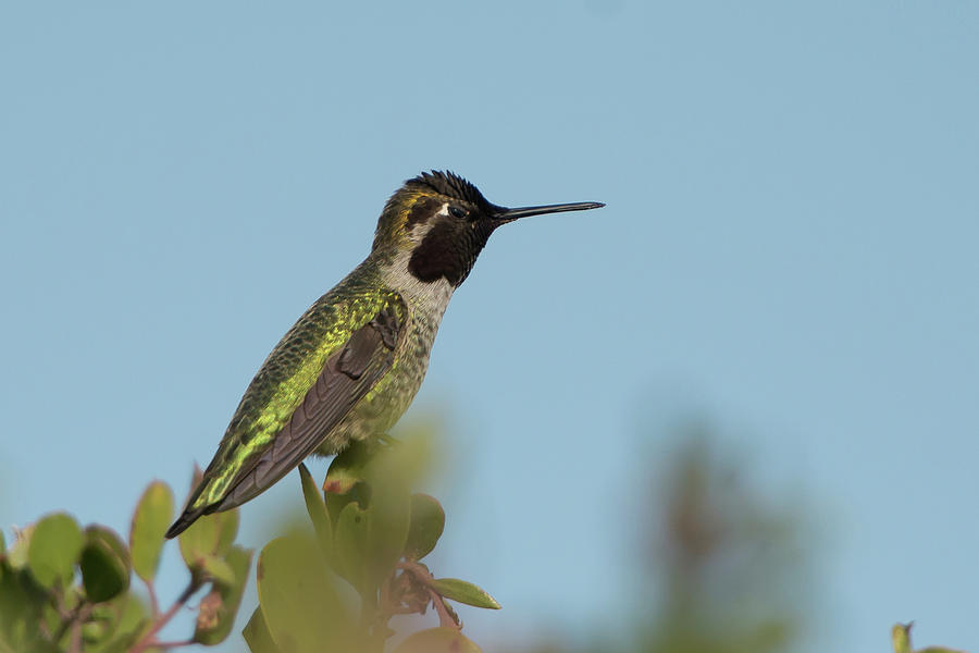 Hummingbird on Watch Photograph by Paul Johnson