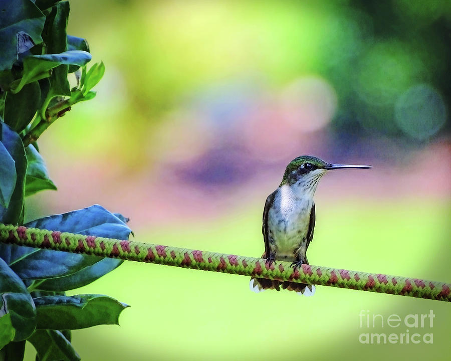 Hummingbird on Watch by Sue Melvin Hummingbird on Watch by Sue Melvin