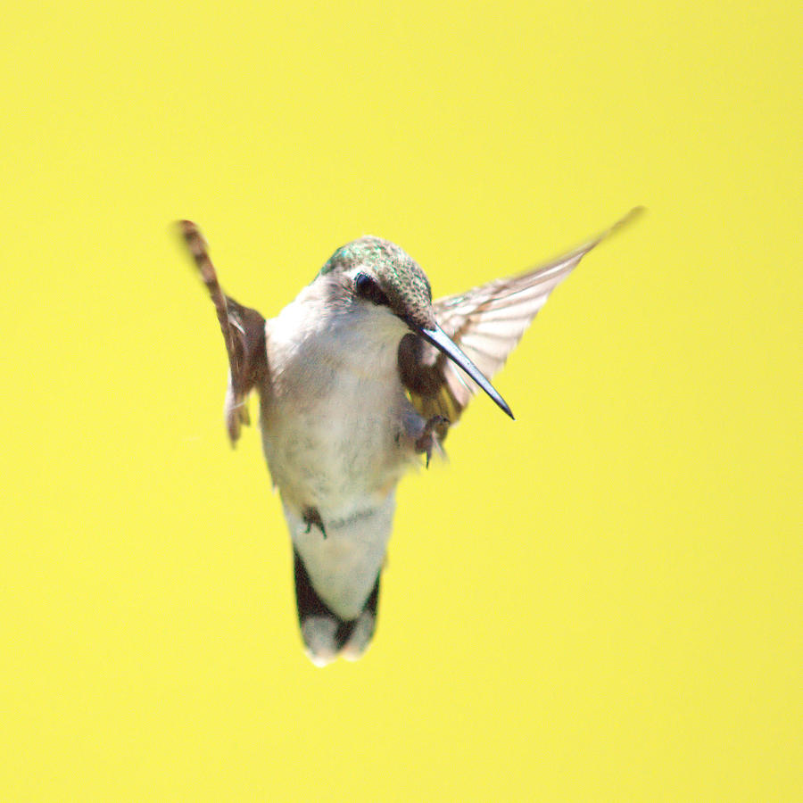 Hummingbird Photograph - Hummingbird on Yellow 2 by Robert  Suits Jr