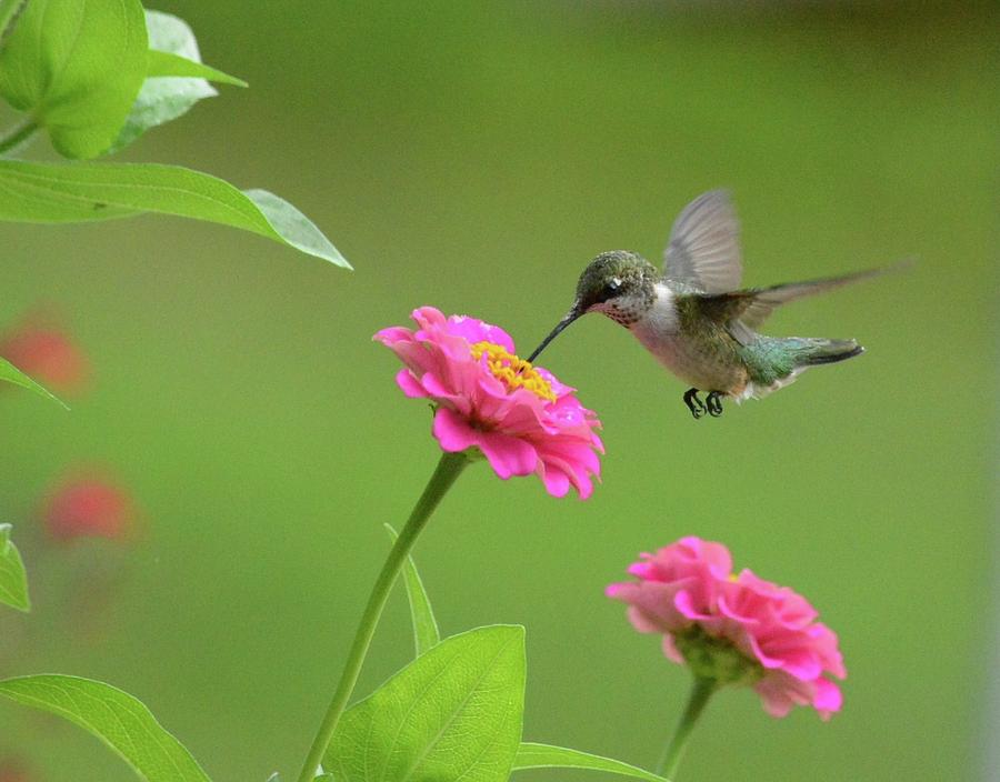Hummingbird on Zinnia Photograph by Judy Genovese