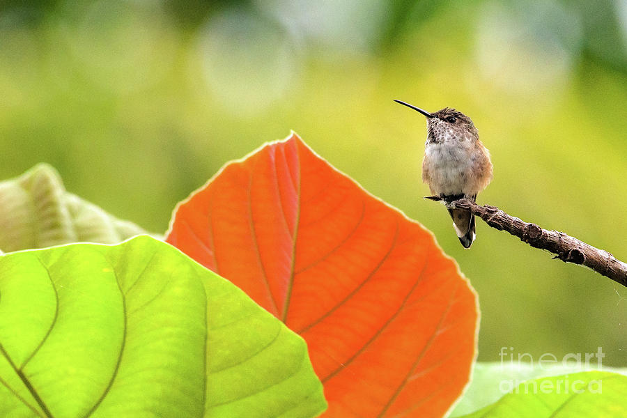 Hummingbird Orange Leaf Photograph by Lisa Manifold