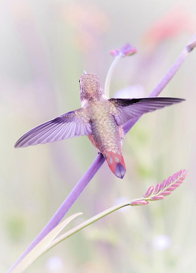 Hummingbird Paradise Photograph by Athena Mckinzie