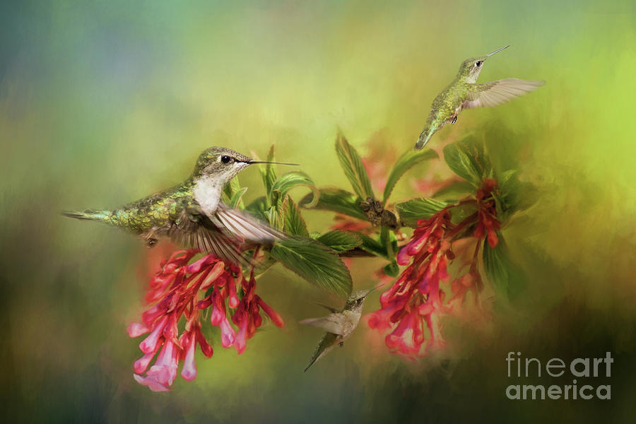Hummingbird Paradise Photograph by Pam  Holdsworth