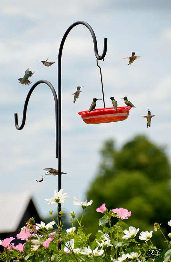 Hummingbird Party Photograph by Sam Davis Johnson