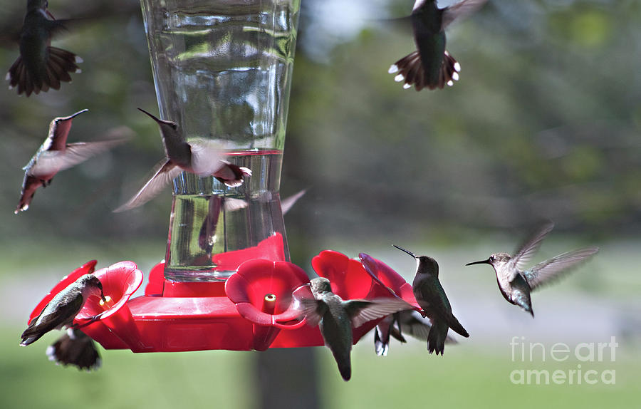 Hummingbird Party Photograph by Sherry Hallemeier