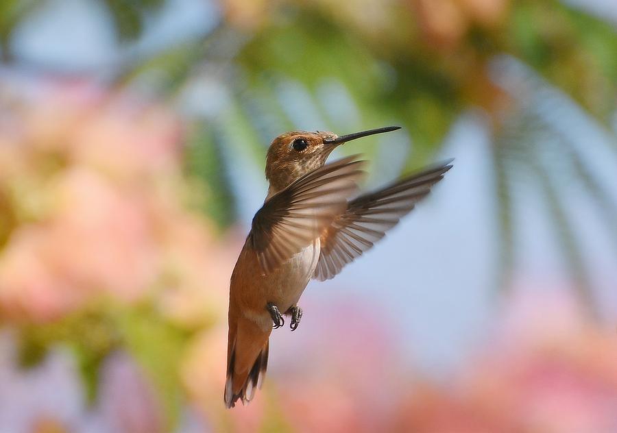 Hummingbird Pastel Photograph by Fraida Gutovich
