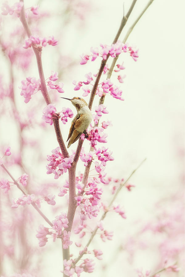 Hummingbird Perched Among Pink Blossoms by Susan Gary Hummingbird Perched Among Pink Blossoms by Susan Gary