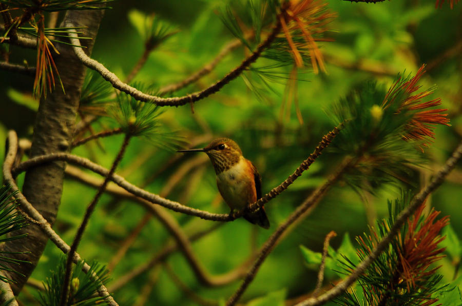 Hummingbird Photograph - Hummingbird perched by Jeff Swan