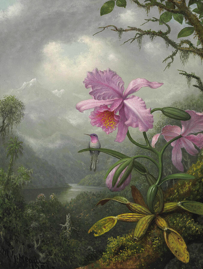 Hummingbird Perched on the Orchid Plant, from 1901 Painting by Martin Johnson Heade Hummingbird Perched on the Orchid Plant, from 1901 Painting by Martin Johnson Heade