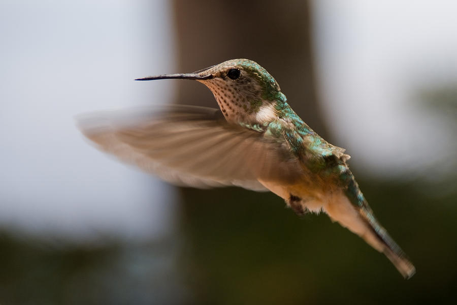 Hummingbird Photograph - Hummingbird by Peter Verdnik
