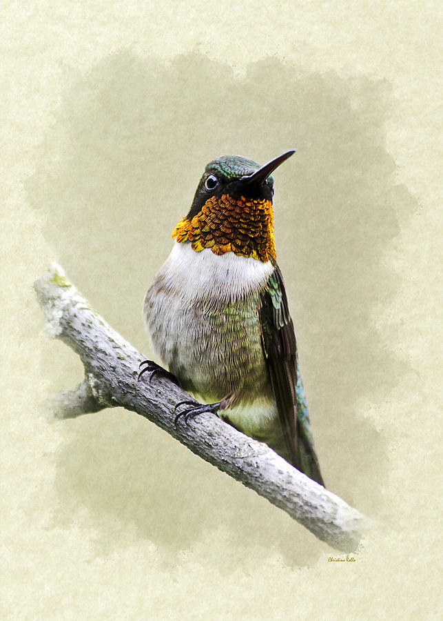 Hummingbird Portrait Blank Note Card Mixed Media by Christina Rollo