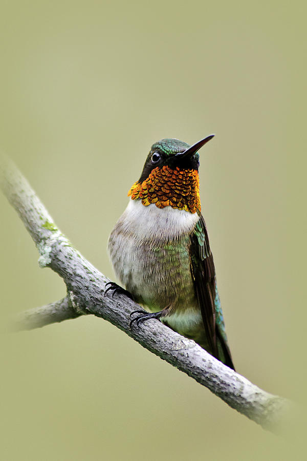 Hummingbird Portrait Photograph by Christina Rollo