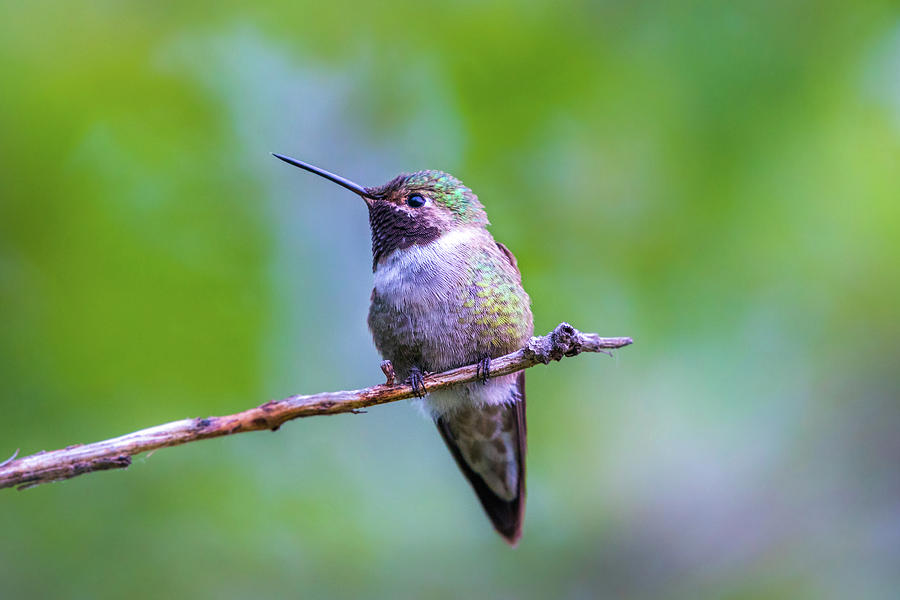 Hummingbird Portrait Photograph by Gary Kochel