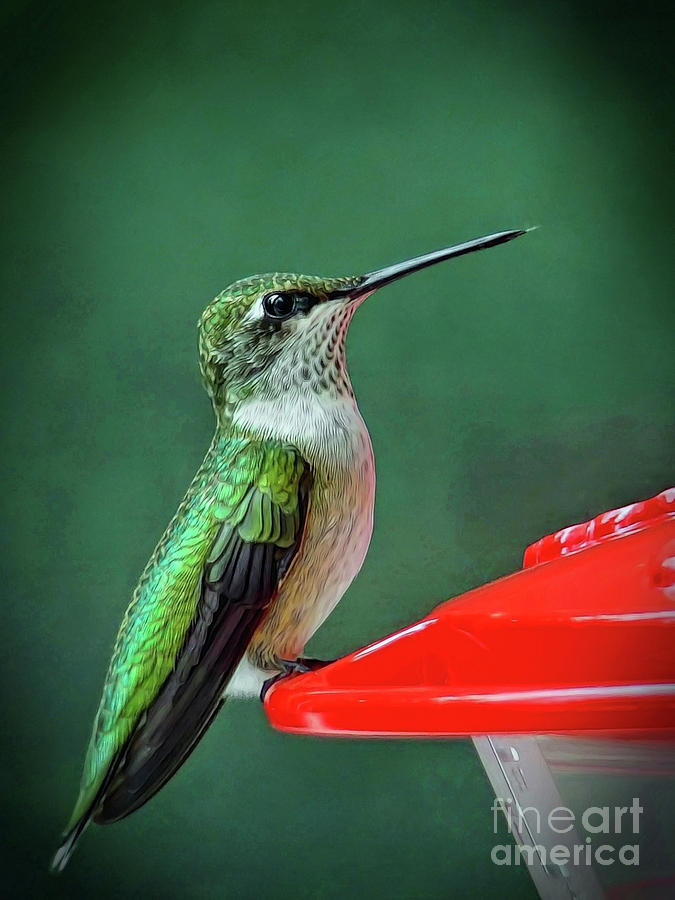 Hummingbird Portrait Photograph by Sue Melvin