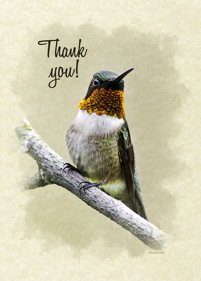 Thank You Card Hummingbird Portrait Mixed Media by Christina Rollo