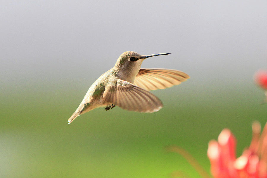 Hummingbird Profile Photograph by Shoal Hollingsworth