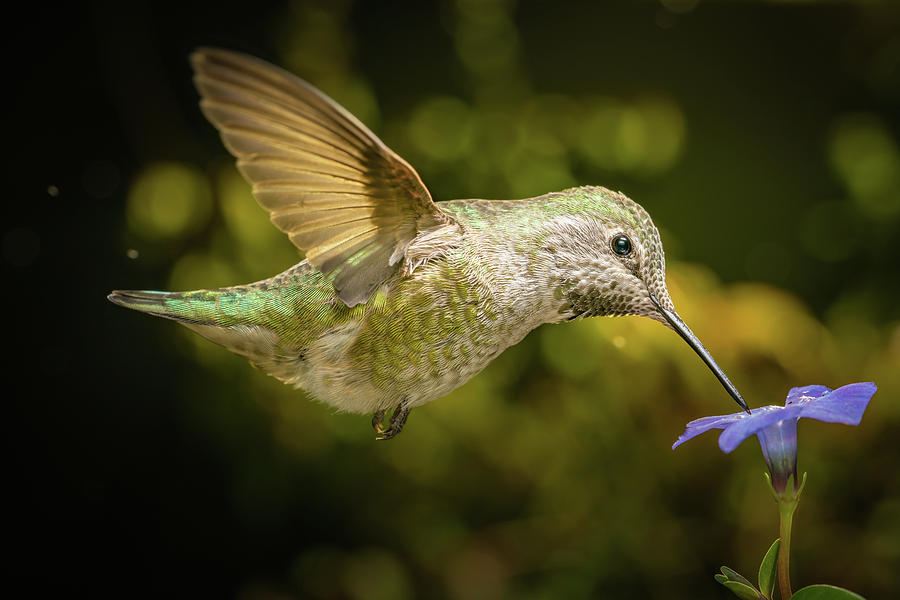 Hummingbird Profile With Blue Flower Photograph