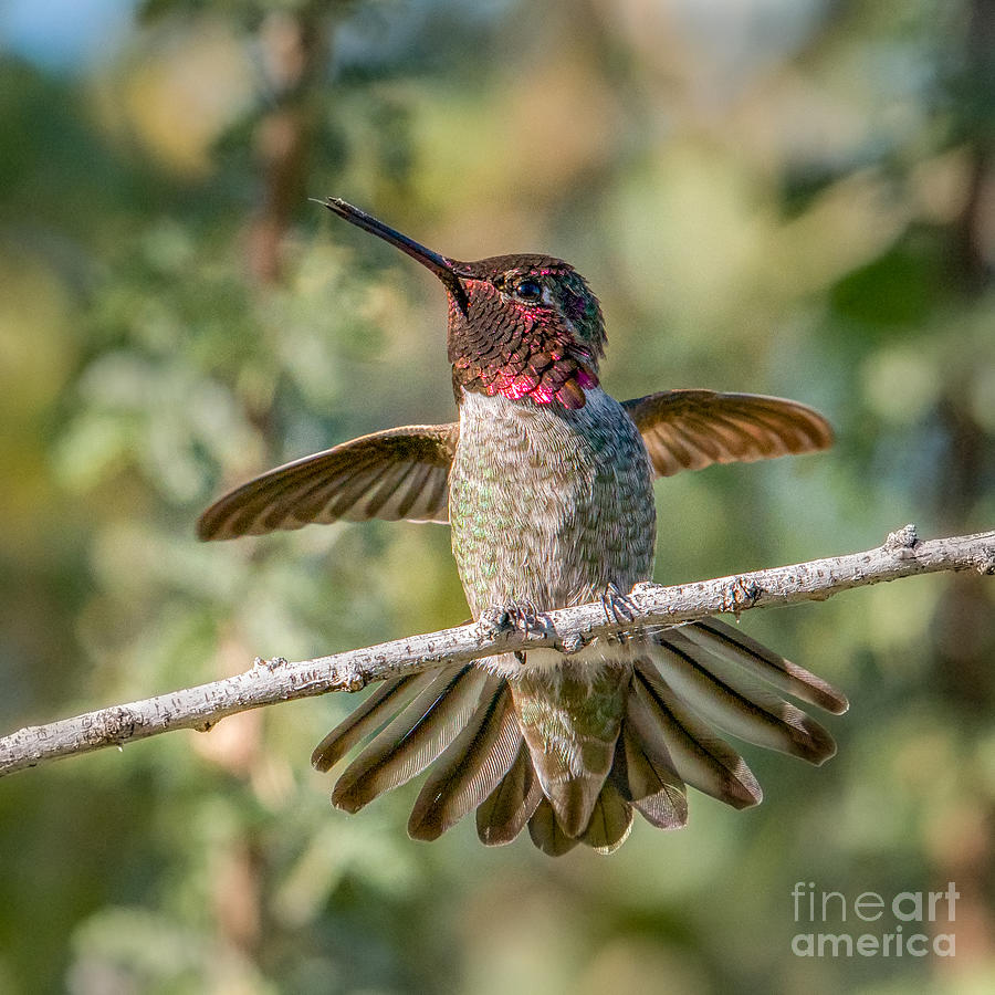 Hummingbird Pull-up Photograph by Lisa Manifold