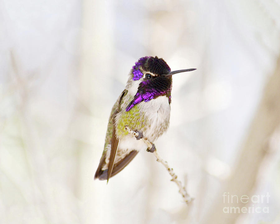Hummingbird Photograph by Rebecca Margraf