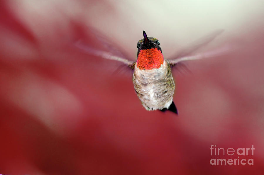 Hummingbird Red Photograph by Betty LaRue