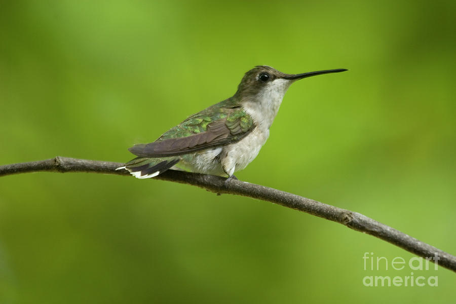 Hummingbird Photograph by Reva Dow
