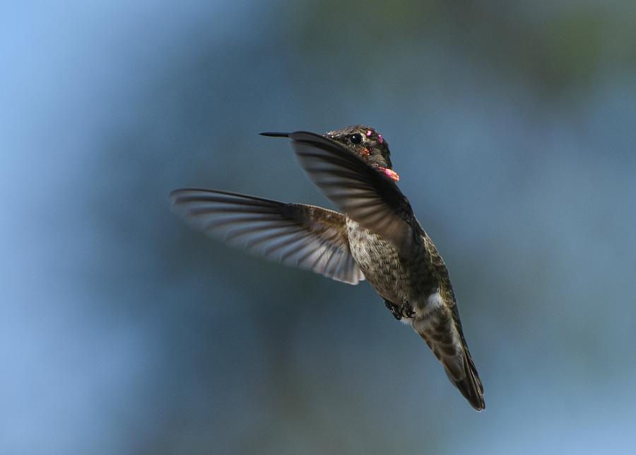 Hummingbird Rhapsody 2 Photograph by Fraida Gutovich