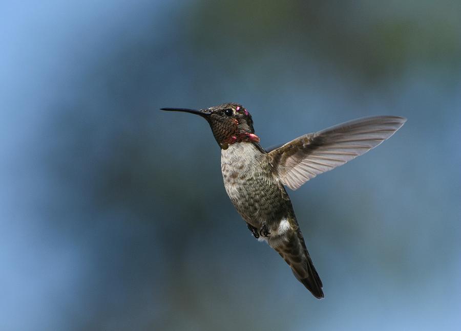Hummingbird Rhapsody  Photograph by Fraida Gutovich