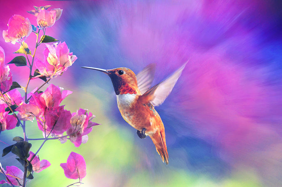 Hummingbird Rhapsody Photograph by Lynn Bauer Hummingbird Rhapsody Photograph by Lynn Bauer