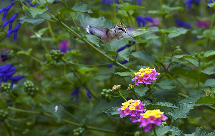Hummingbird Photograph by Robert Ullmann