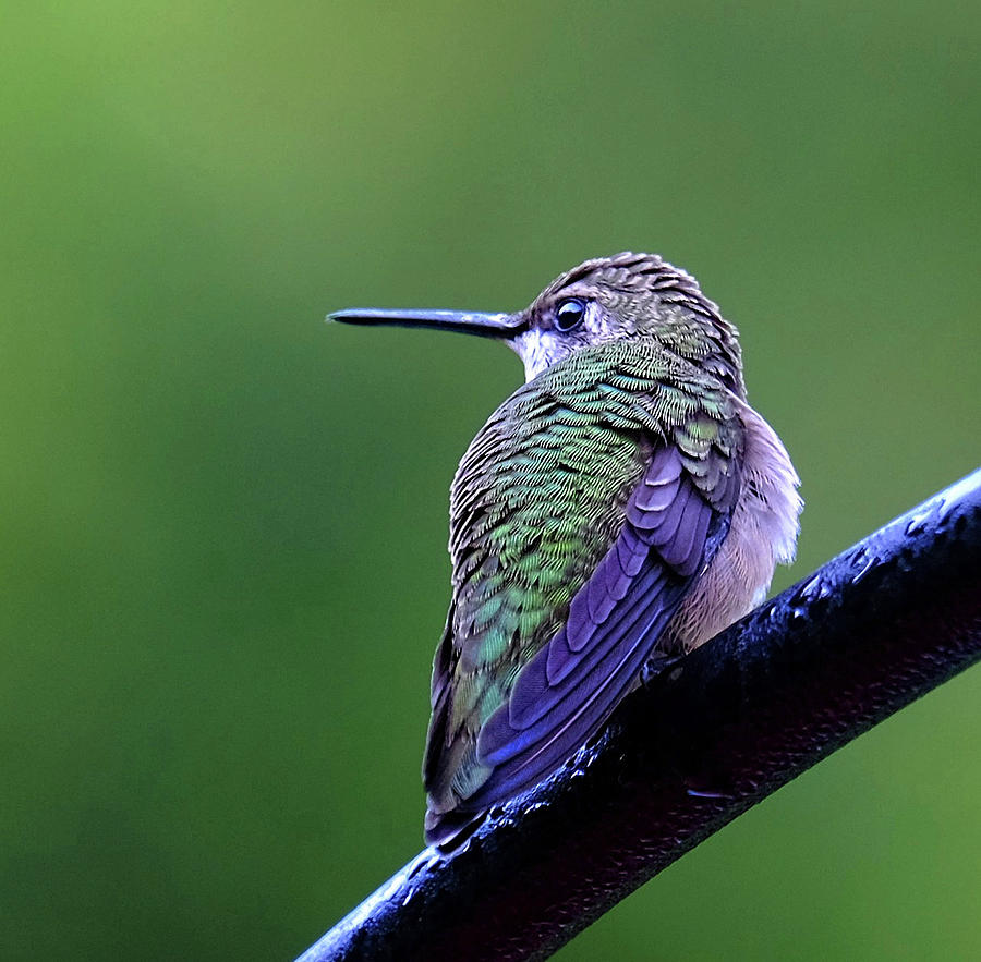 Ruby-throated Hummingbird Photograph by Ronda Ryan
