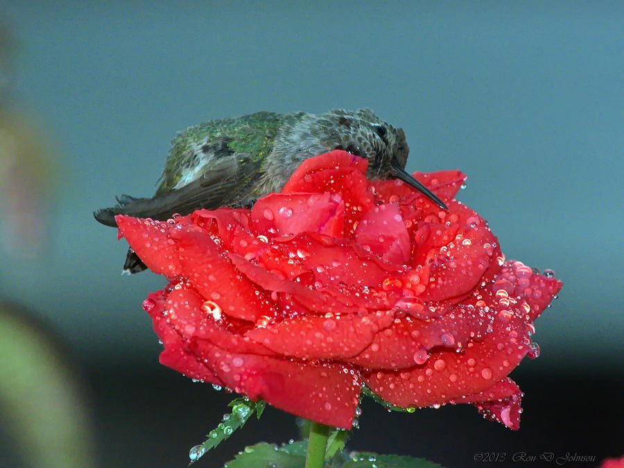 Hummingbird Photograph - Hummingbird Rose Petal Bath by Ron D Johnson