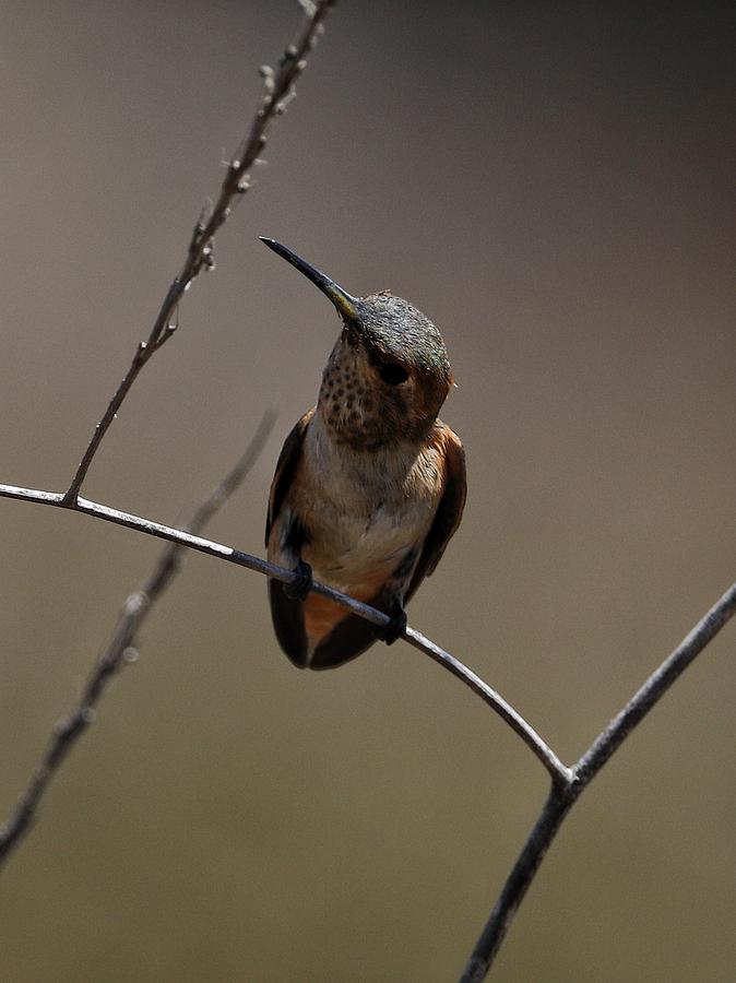 Hummingbird 01 Photograph by Ross Kestin