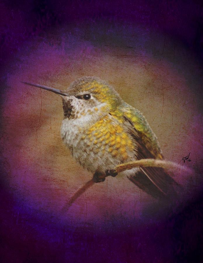 Hummingbird Rufous Digital Art by John Wills