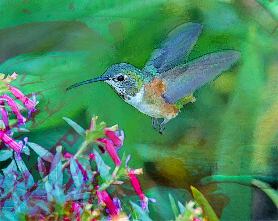 Hummingbird Photograph by Sandra Schiffner