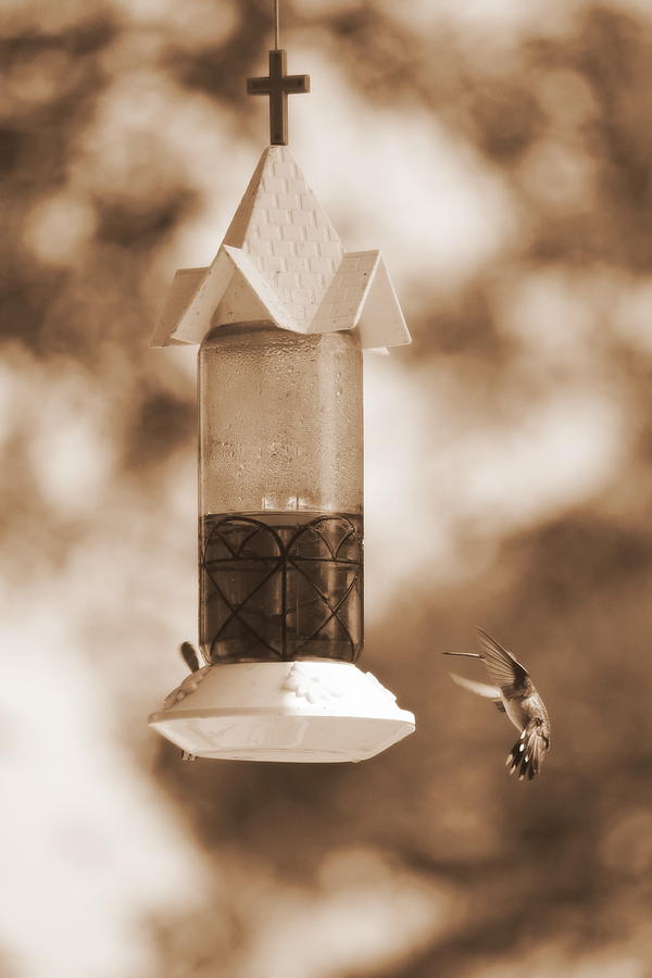 Hummingbird - Sepia Photograph by Beth Vincent