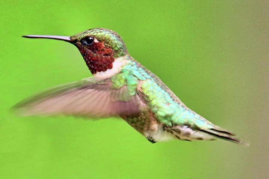 Hummingbird Series Photograph