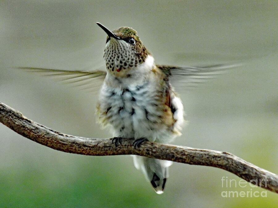 Hummingbird Shake - Juvenile Ruby-throated Hummingbird Photograph by Cindy Treger