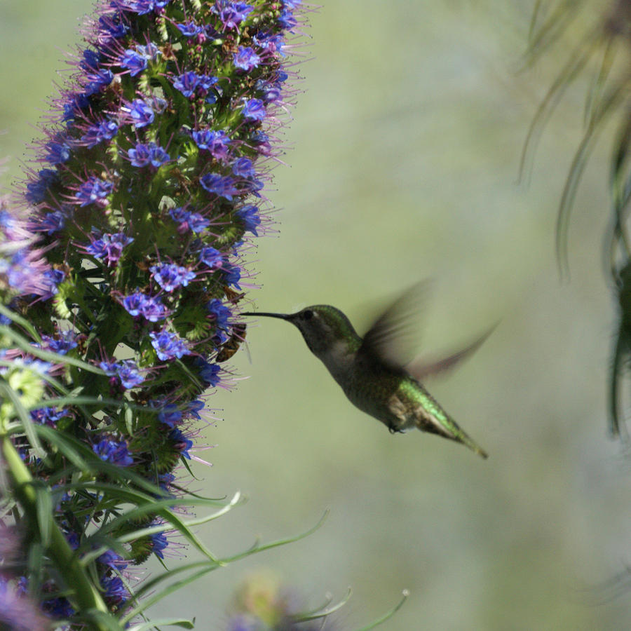 Hummingbird Sharing Photograph by Ernest Echols