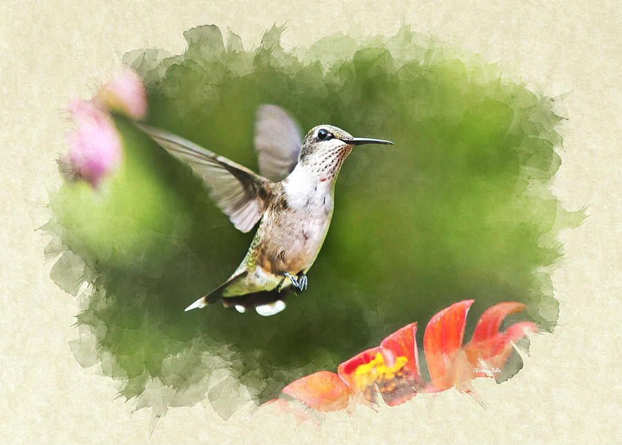 Hummingbird Shimmering Breeze Blank Note Card Mixed Media by Christina Rollo