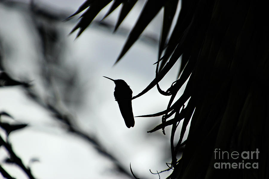 Hummingbird Silhouette II Photograph by Al Bourassa