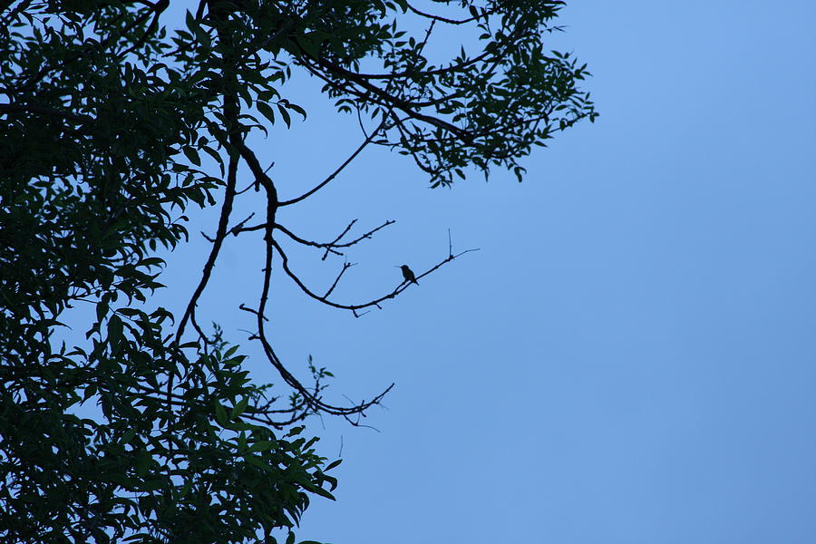 Hummingbird Silhouette Photograph by Michelle Miron-Rebbe