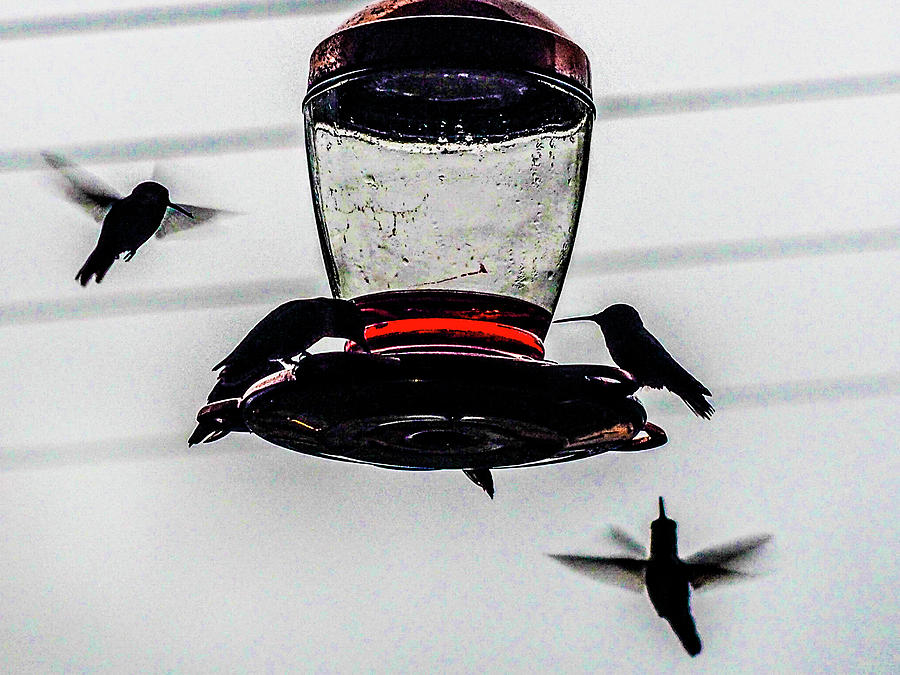 Hummingbird Silhouette Photograph