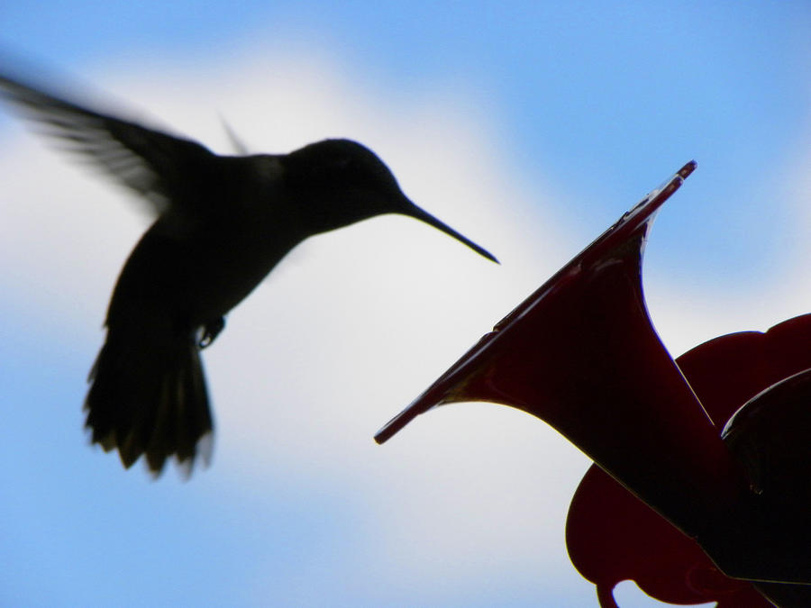 Hummingbird Silhouette Photograph by Sandi OReilly