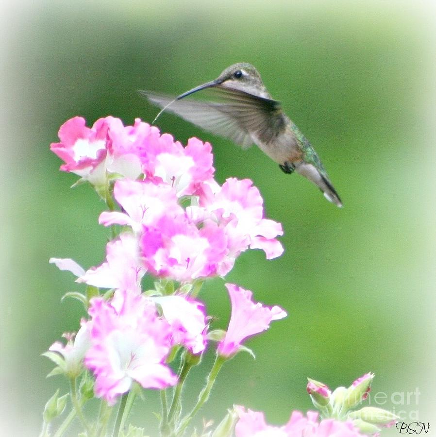 Hummingbird Sip Photograph by Barbara S Nickerson